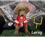Small Photo #18 Goldendoodle Puppy For Sale in KANSAS CITY, KS, USA