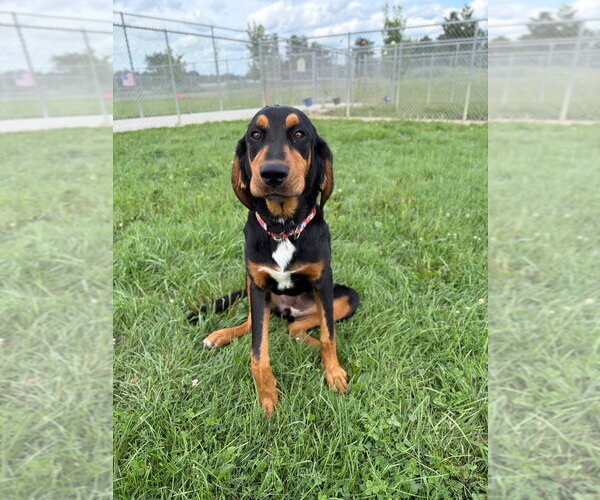 Medium Photo #3 Mutt Puppy For Sale in Pierceton , IN, USA