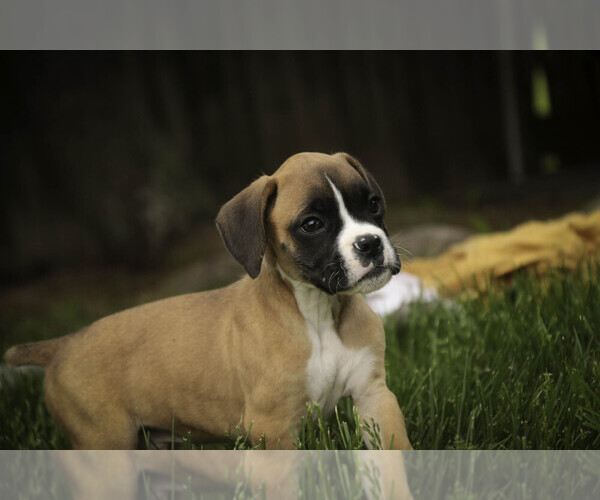 Medium Photo #3 Boxer Puppy For Sale in SHIPSHEWANA, IN, USA