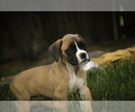 Small #2 Boxer