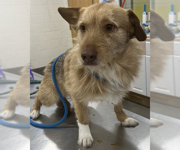 Medium Photo #1 Golden Retriever-Irish Terrier Mix Puppy For Sale in Forestville, MD, USA