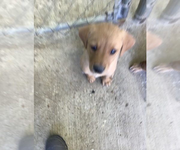 Medium Photo #1 Goldendoodle-Labrador Retriever Mix Puppy For Sale in BYRAM, MS, USA