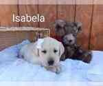 Puppy Isabela Labrador Retriever