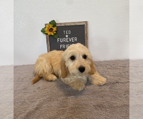 Medium Photo #4 Doxie-Chon Puppy For Sale in BLOOMFIELD, IN, USA