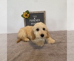 Small #3 Doxie-Chon
