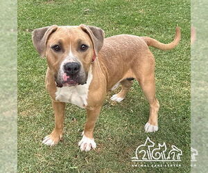 Mutt Dogs for adoption in Irvine, CA, USA