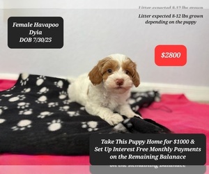 Poovanese Puppy for sale in TUCSON, AZ, USA