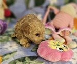 Puppy Gidget Poodle (Toy)