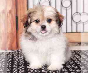 Zuchon Puppy for sale in NAPLES, FL, USA