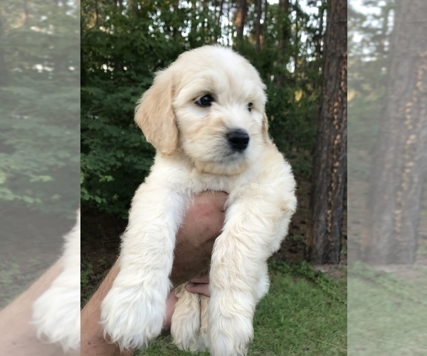 Medium Photo #8 Goldendoodle Puppy For Sale in PINEHURST, NC, USA