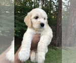 Small Photo #8 Goldendoodle Puppy For Sale in PINEHURST, NC, USA