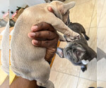 Small Photo #2 French Bulldog Puppy For Sale in SMYRNA, GA, USA