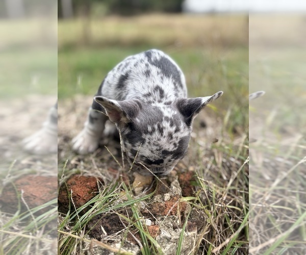 Medium Photo #4 French Bulldog Puppy For Sale in HANCEVILLE, AL, USA