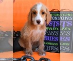 Small Photo #8 Australian Labradoodle Puppy For Sale in ASPERMONT, TX, USA