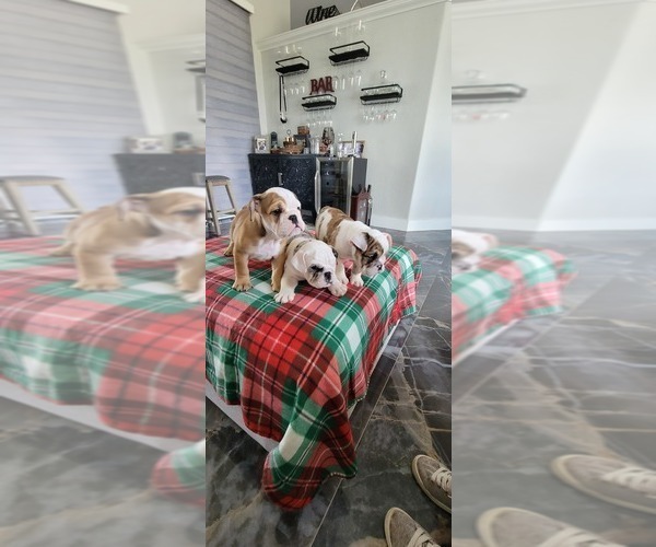 Medium Photo #9 English Bulldog Puppy For Sale in CAPE CORAL, FL, USA
