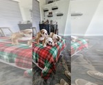 Small Photo #9 English Bulldog Puppy For Sale in CAPE CORAL, FL, USA