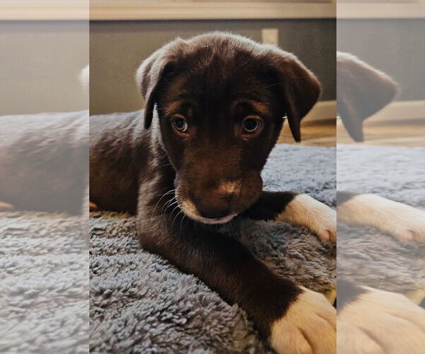 Medium Photo #1 Labrador Retriever-Unknown Mix Puppy For Sale in Germantown, OH, USA