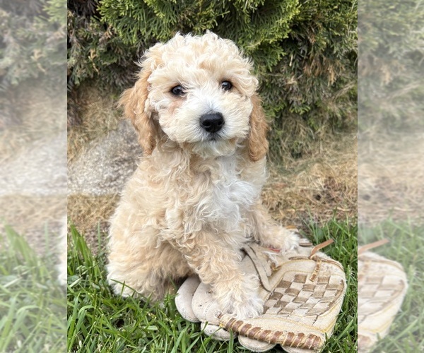 Medium Photo #1 Bichpoo Puppy For Sale in MIDDLEBURY, IN, USA