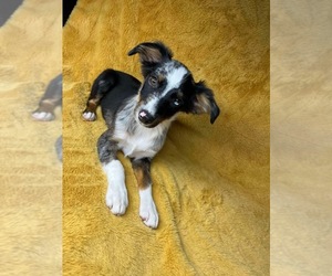 Miniature Australian Shepherd Puppy for sale in BROOKER, FL, USA