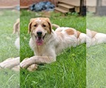 Small #1 Great Pyrenees-Retriever  Mix