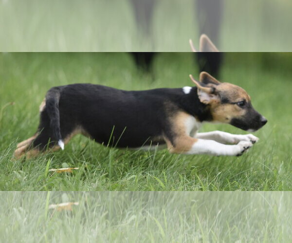 Medium Photo #10 Mutt Puppy For Sale in Mechanicsburg, PA, USA