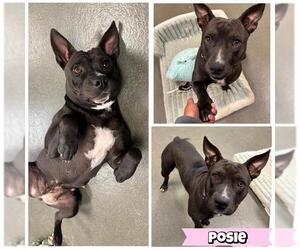 Bull Terrier-Staffordshire Bull Terrier Mix Dogs for adoption in San Antonio, TX, USA