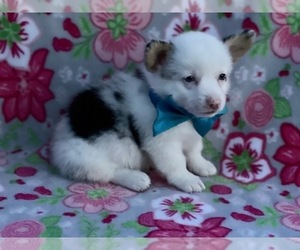 Pembroke Welsh Corgi Puppy for sale in LANCASTER, PA, USA