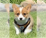 Small Photo #2 Pembroke Welsh Corgi Puppy For Sale in COLORADO SPRINGS, CO, USA