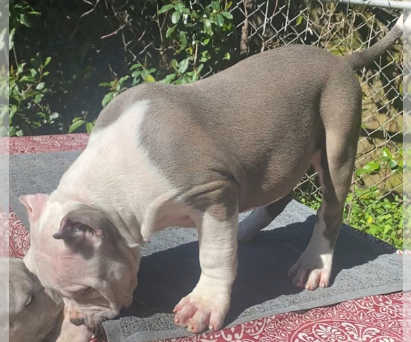 Medium Photo #16 American Bully Puppy For Sale in JACKSONVILLE, FL, USA