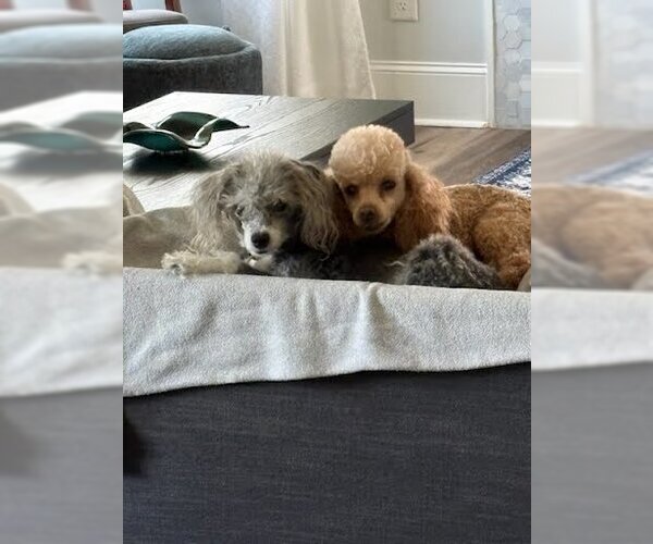 Medium Photo #4 Poodle (Toy) Puppy For Sale in Pacolet, SC, USA