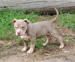 Small Photo #14 American Bully Puppy For Sale in LONGVIEW, TX, USA