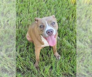 American Pit Bull Terrier Dogs for adoption in Rosenberg, TX, USA