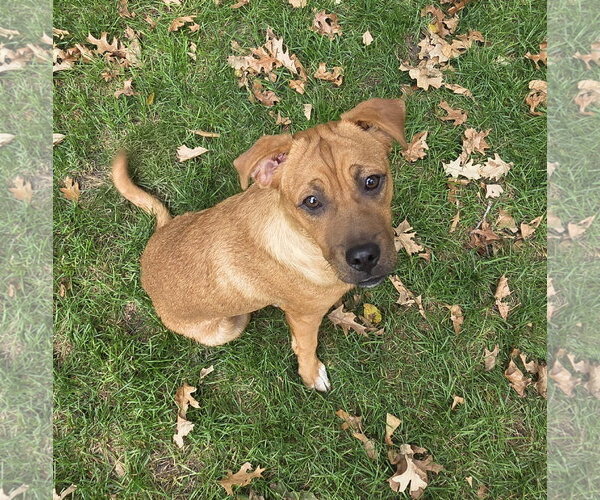 Medium Photo #3 Boxer-Mountain Cur Mix Puppy For Sale in Brooklyn Center, MN, USA
