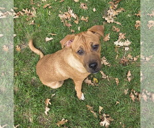 Nino - Male Boxer-Mountain Cur Mix Dog for Adoption - Photo #3