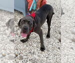 Small #2 Mastiff Mix