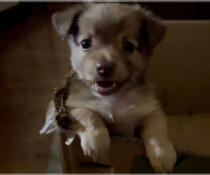 Papillon-Unknown Mix Puppy for sale in MONTEREY PARK, CA, USA