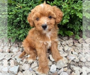 Cavapoo (Miniature) Puppy for sale in NEWPORT, PA, USA