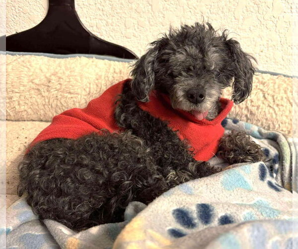 Medium Photo #6 Shih Tzu-Unknown Mix Puppy For Sale in Boonton, NJ, USA