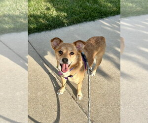 Mutt Dogs for adoption in Mundelein, IL, USA