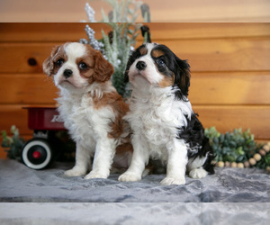 Cavalier King Charles Spaniel Litter for sale in MILLERSBURG, OH, USA
