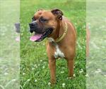 Small #1 Boxer