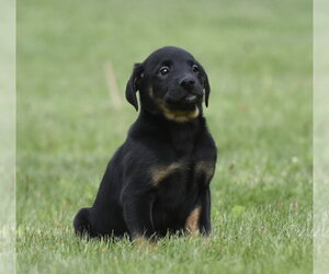 Borador Dogs for adoption in Mechanicsburg, PA, USA