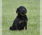 Small Borador