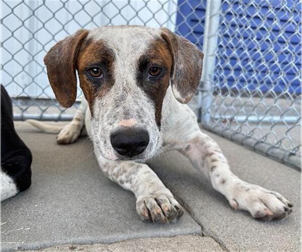 Medium Photo #1 Basset Hound-Unknown Mix Puppy For Sale in Bakersfield, CA, USA