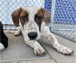 Small Basset Hound Mix