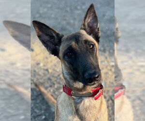 German Shepherd Dog-Unknown Mix Dogs for adoption in Imlay City, MI, USA