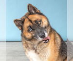 Small German Shepherd Dog-Siberian Husky Mix