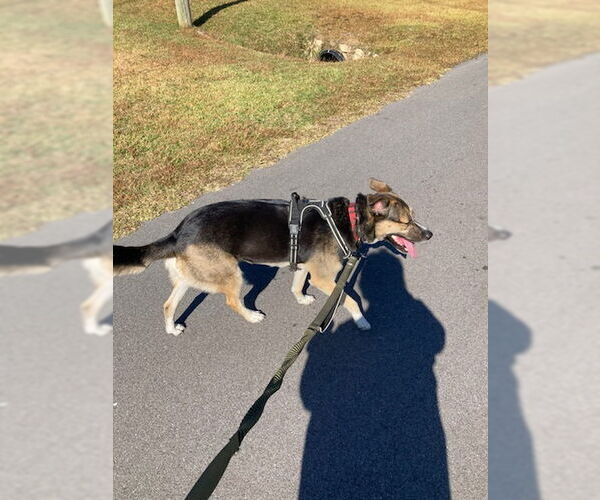 Medium Photo #2 Aussie Siberian Puppy For Sale in Gulfport, MI, USA