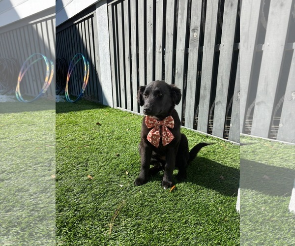 Medium Photo #1 Mutt Puppy For Sale in Mount Pleasant, SC, USA