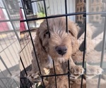 Small Photo #6 Goldendoodle Puppy For Sale in HARTFORD, CT, USA